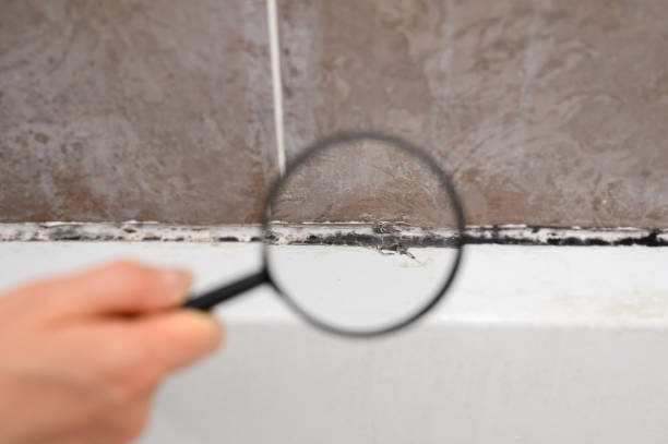 Best Preventive Mold Services in USA